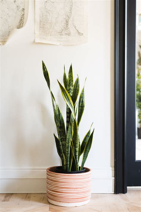 The Complete Guide To Caring For Your House Plants: Snake Plant Edition • Vintage Revivals