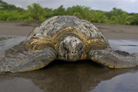 Save the Turtles: Sea Turtle Conservancy in Tortuguero ⋆ The Costa Rica ...