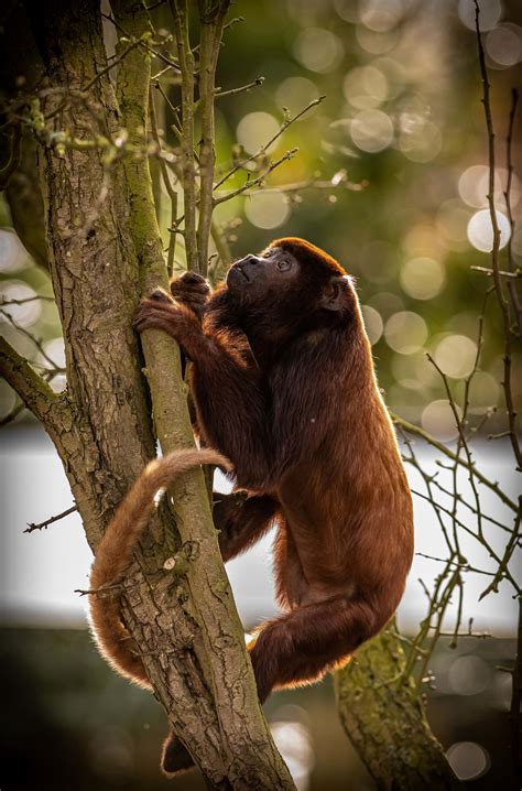 Howler Monkeys at Yorkshire Wildlife Park