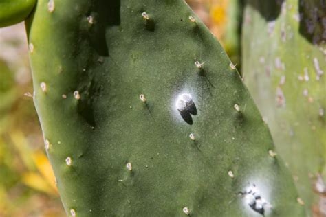 White Fuzz on Cactus: What You Need to Know | Succulent Alley