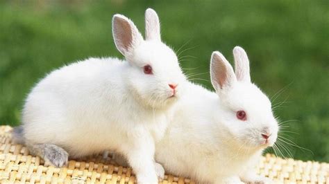 Cute White Baby Rabbits Wallpapers - Wallpaper Cave