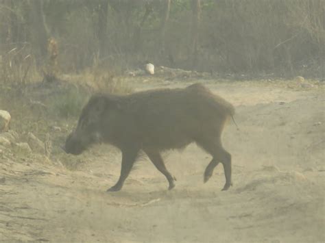 ANIMALS FOUND IN RAJAJI NATIONAL PARK | RAJAJI NATIONAL PARK