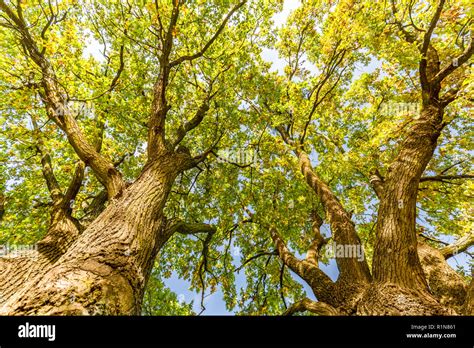 Sun rays shining through tree, nature background. Calming and relaxing nature background, green ...