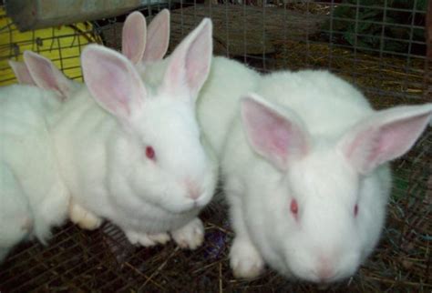 Purebred New Zealand Whites | USA Rabbit Breeders