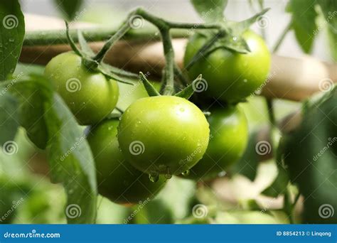 Growing tomatoes stock image. Image of gardening, green - 8854213