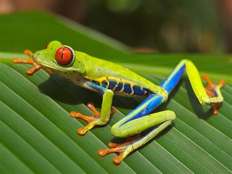 Red-Eyed Tree Frog Бесплатная фотография - Public Domain Pictures