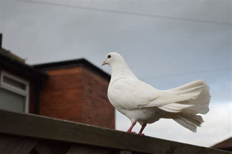 Posing White Dove Free Stock Photo - Public Domain Pictures