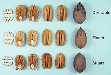 Comparison of Different Types of Pecan Tree Varieties | Pecan tree, Pecan, Pruning fruit trees