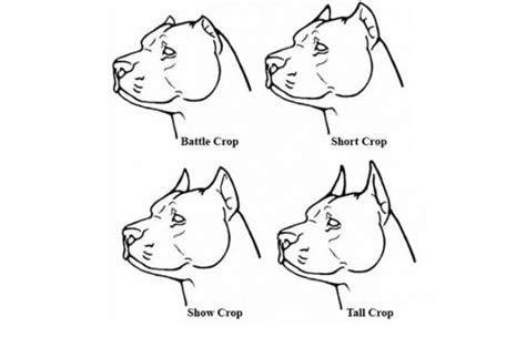 Doberman Ear Cropping Styles & Aftercare Tips - Petaddon