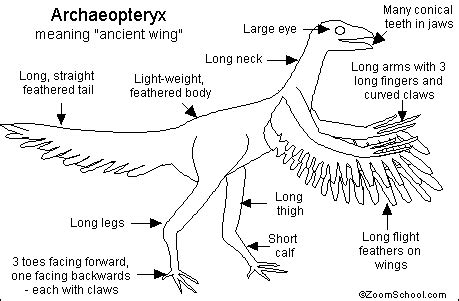 Discover the Fascinating Archaeopteryx