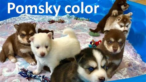 What color are Pomskies? (Pomsky hair color, Pomsky eye color, Adult ...