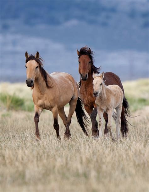 Where to View Wild Horses and Burros: Map | American Wild Horse Campaign