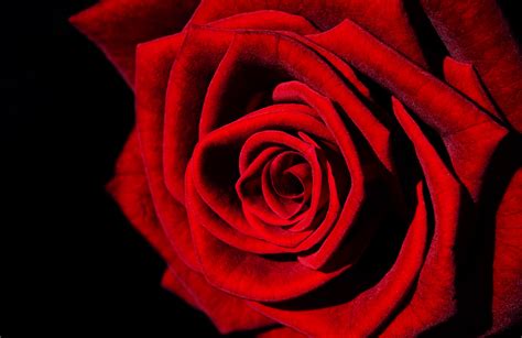 Red Rose Free Stock Photo - Public Domain Pictures