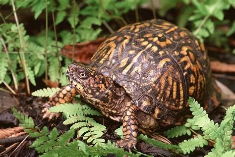 AAH Sanctuary Species-Box Turtle — Audubon Society of Northern Virginia