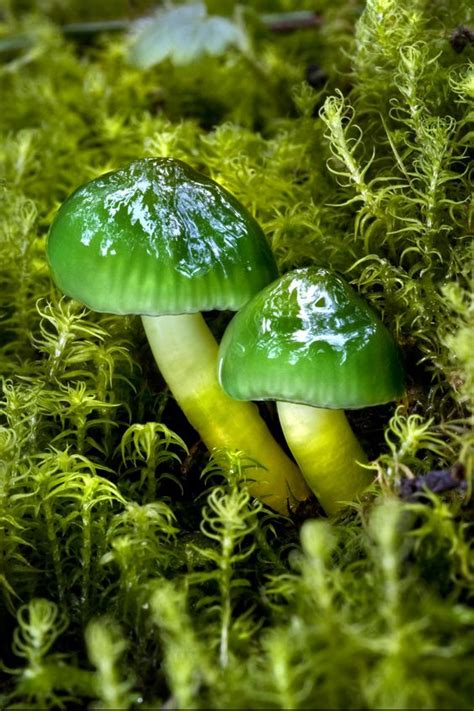 Memorable And Minute Mushroom Photography - Bored Art