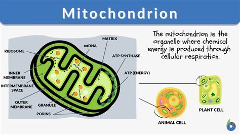 Mitochondria In A Human Cell