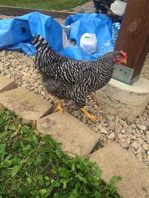 Is this a barred rock and a hen 16.5 weeks ? | BackYard Chickens - Learn How to Raise Chickens