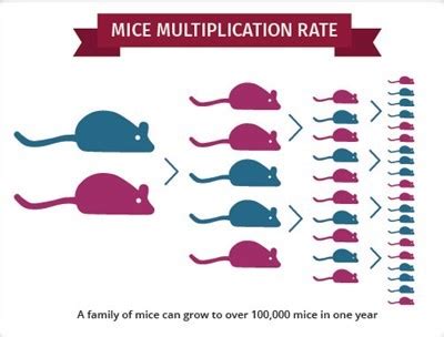 The Rapid Reproduction Rate of Mice