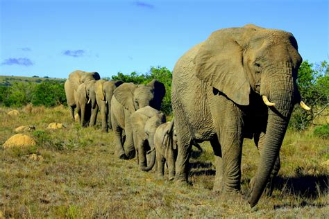 Happy Elephant Family- big five conservation experience in South Africa