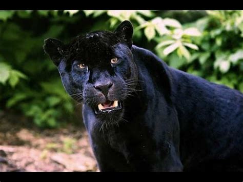 - National Geographic The Jaguar Big Cats Animals Nature Wildlife ...