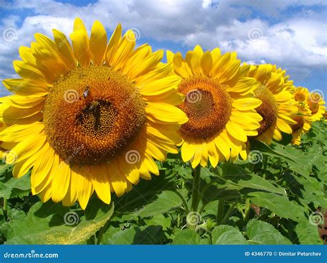 Sunflowers in a row stock photo. Image of flower, colour - 4346770