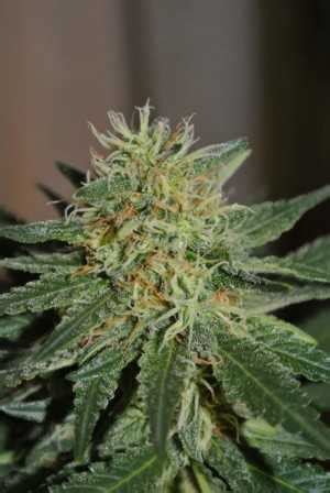 Super Skunk Seeds - Strain Review | Grow-Marijuana.com