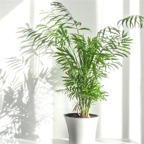 How to Care for and Propagate a Parlor Palm | Sprouts and Stems