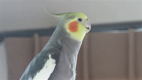 Talking Cockatiel- Amazing! - YouTube