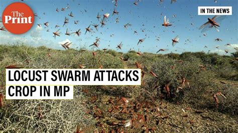 Swarm of locusts damage crops in Madhya Pradesh - YouTube