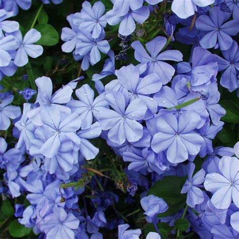 Plumbago Plumbago auriculata | Blue flowers garden, Beautiful flowers ...