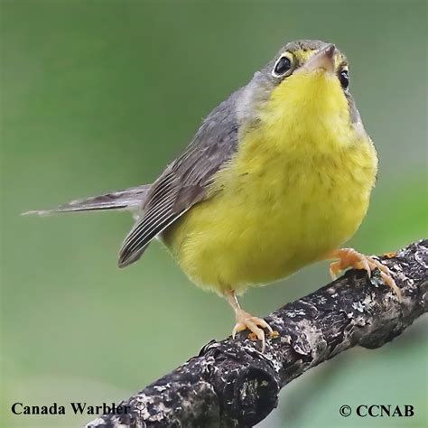 Canada Warbler - North American Birds - Birds of North America