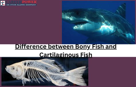 Bony Fish vs Cartilaginous Fish - Differences and Similarities