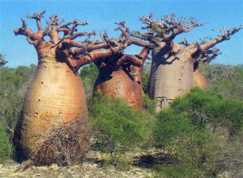 Environnement Madagascar: Le baobab et le champignon