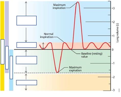 Lung Volume Diagram Diagram | Quizlet