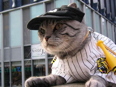 HD wallpaper: cats animals baseball 1024x768 Sports Baseball HD Art ...