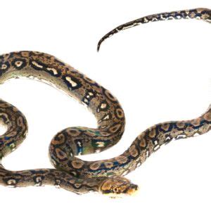 Reticulated Python Breeding – Reptile Legends