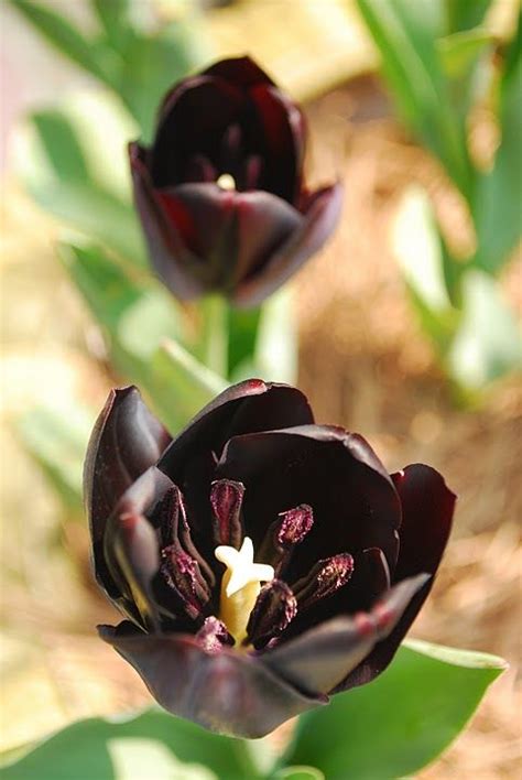 Black Tulip | Black tulips, Tulips, Wedding flower decorations