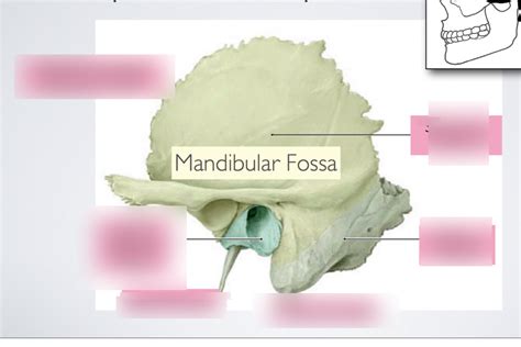 mandibular fossa Diagram | Quizlet