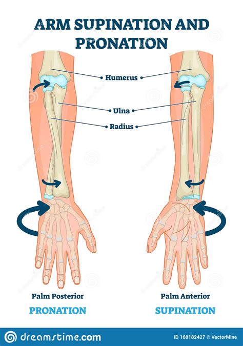 Arm Supination And Pronation Vector Illustration. Labeled Anatomical Scheme Stock Vector ...