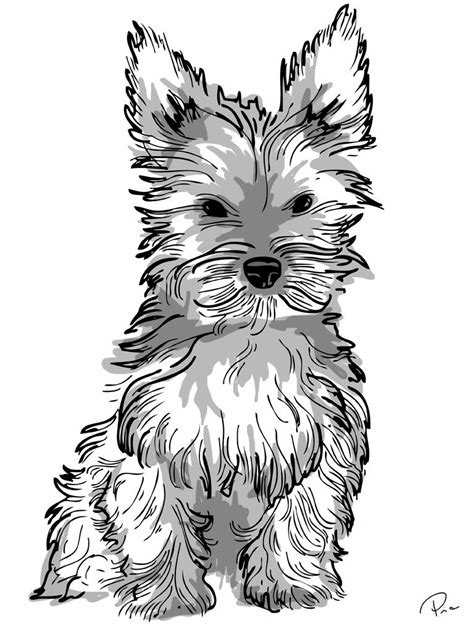 Yorkie Puppy Coloring Pages To Print Coloring Pages