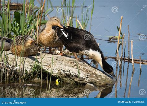 Duck in natural habitat stock image. Image of grey, face - 54663247