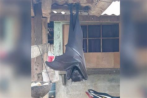 Photos of ‘human-sized’ bat from Philippines blow up the Internet ...