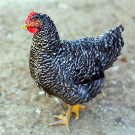 Barred Plymouth Rock Chickens Barred Plymouth Rock Chicks | Purely Poultry