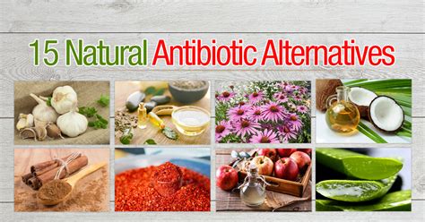 15 Natural Antibiotic Alternatives - The Grow Network : The Grow Network