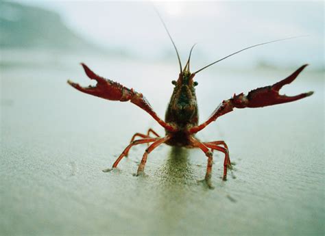 crawdad - definition - What is