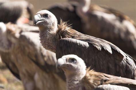 Sky burial vultures | Wayne | Flickr