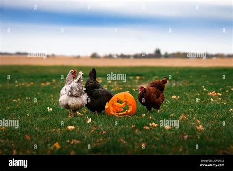 three chickens eating from a busted jack-o-lantern pumpkin in a yard Stock Photo - Alamy