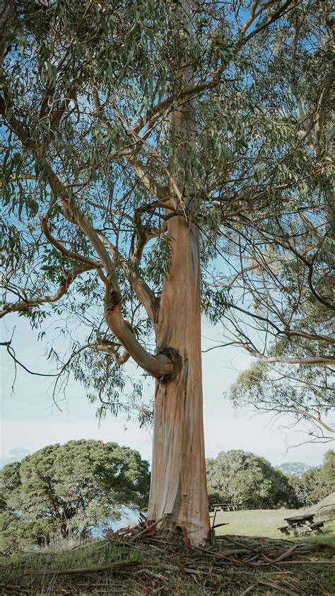 Eucalyptus Tree Pictures | Download Free Images on Unsplash