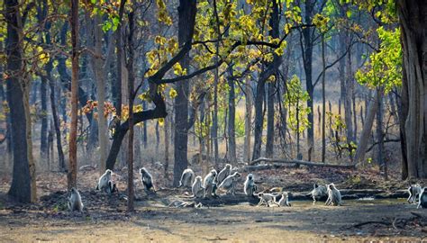 Travel Guide to Pench National Park in Madhya Pradesh