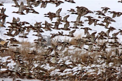 Large flock of Mallard Ducks during fall migration by pictureguy Vectors & Illustrations with ...